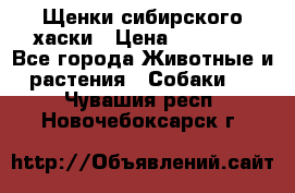 Щенки сибирского хаски › Цена ­ 12 000 - Все города Животные и растения » Собаки   . Чувашия респ.,Новочебоксарск г.